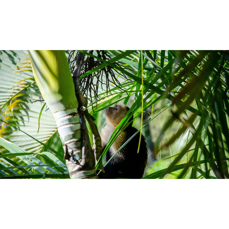 Individualreise - Geheimtippreisen Costa Rica: Zwischen Regenwald und Vulkanen
