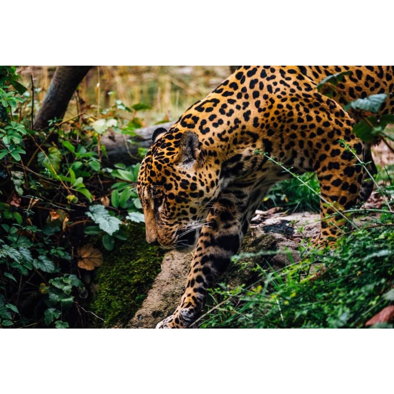 Individualreise - Heiliges und Tierisches von Waikkal nach Weligama