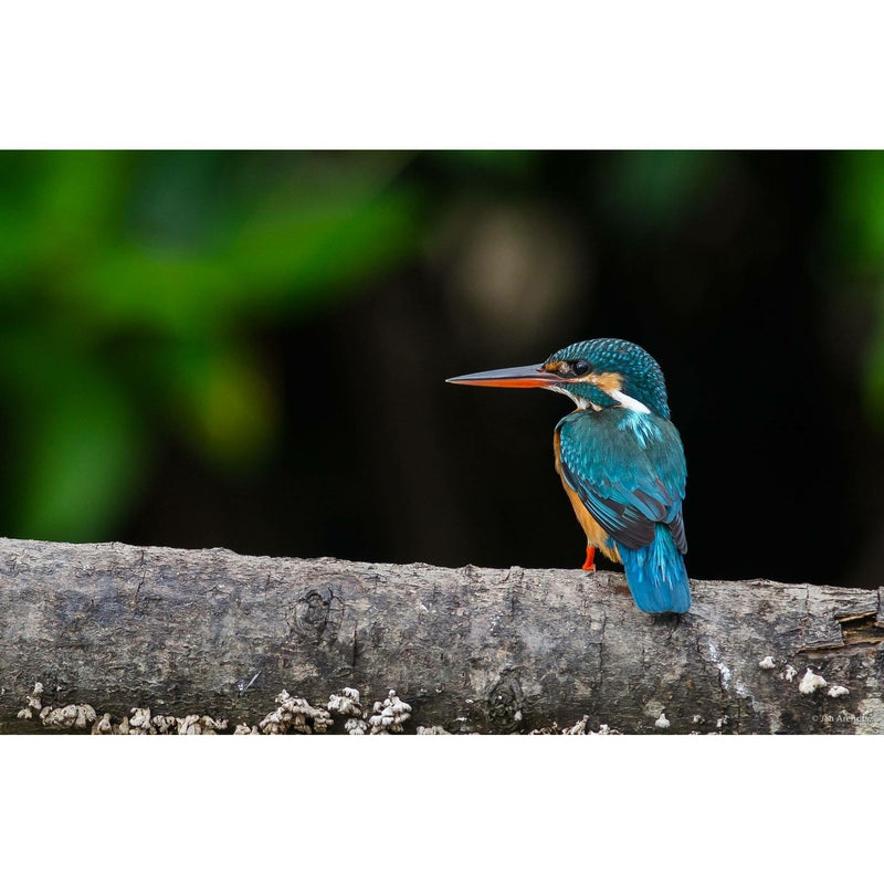 Individualreise - Heiliges und Tierisches von Waikkal nach Weligama