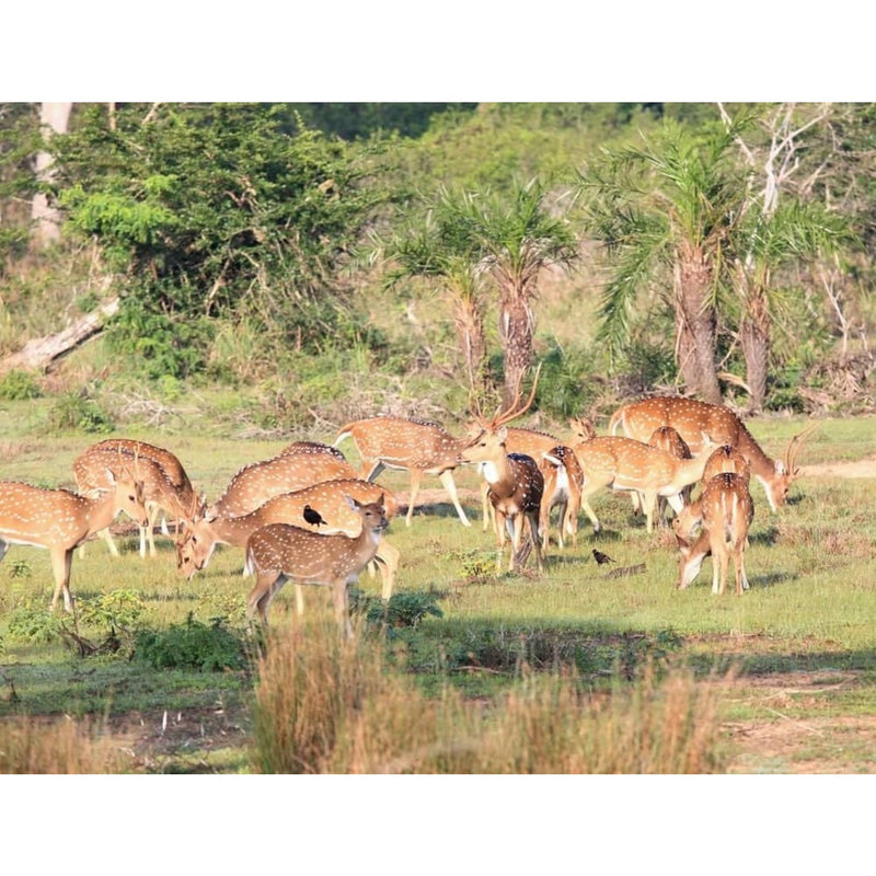 Individualreise - Heiliges und Tierisches von Waikkal nach Weligama