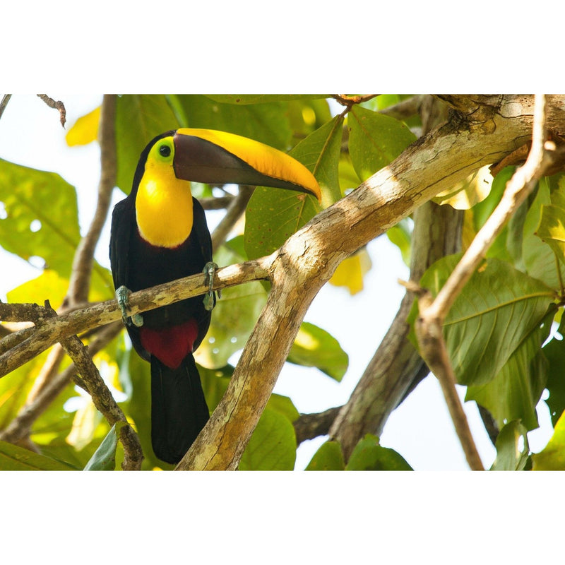 Individualreise - Costa Rica: Flexibel durchs Schlaraffenland