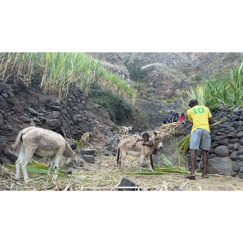 Individualreise - São Vicente, Santo Antão, Fogo, Santiago und Boavista : Eine Reise zwischen Trekking, Abenteuer und Kultur