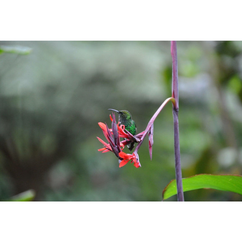 Individualreise - Geheimtippreisen Costa Rica: Zwischen Regenwald und Vulkanen