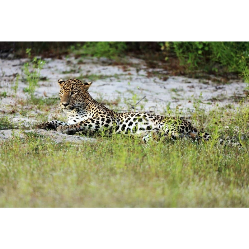 Individualreise - Heiliges und Tierisches von Waikkal nach Weligama